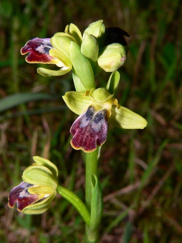 Primavera e orchidee palermitane